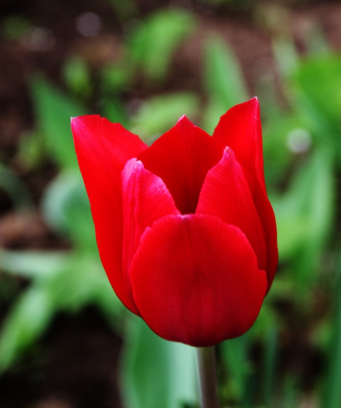 Красный тюльпан - Damir Si