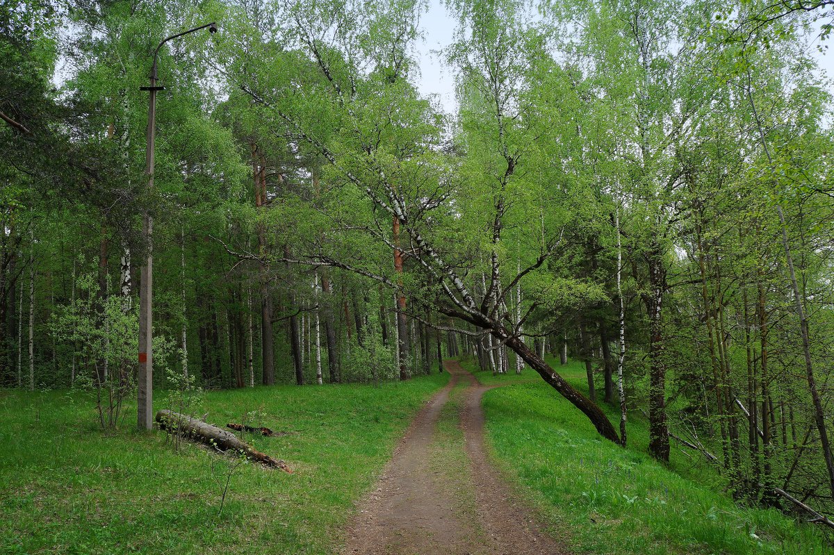 Старая береза - Анатолий 