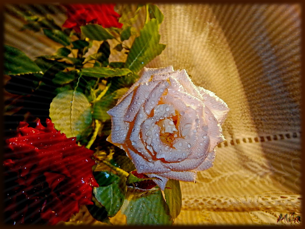 Одинокая роза в мелких капельках влаги... Одинокая грёза в запотевшем стекле... - Людмила Богданова (Скачко)