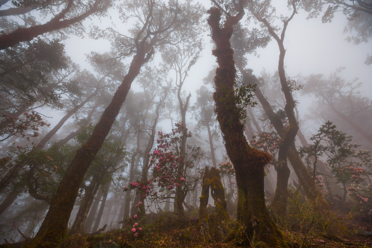 Туманный лес - Atuan M