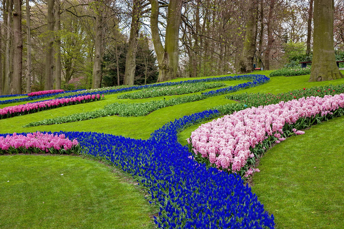 Tulips in Holland 04-2015 (19) - Arturs Ancans