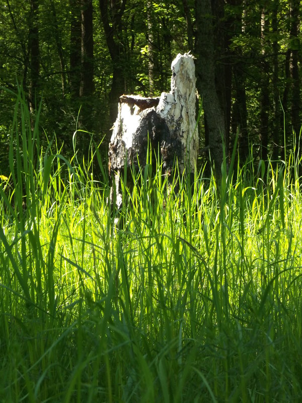 Старый пень в лесу - Дарья 