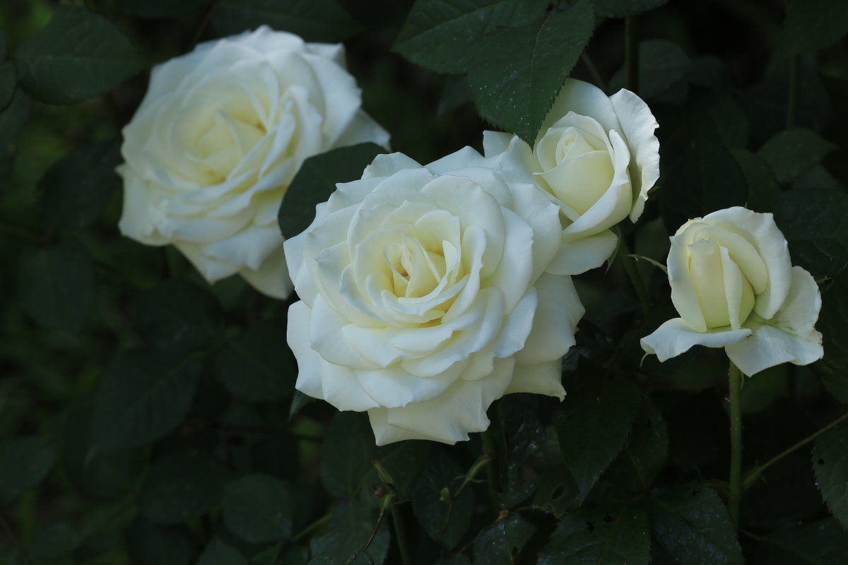 белые розы - Жанна 