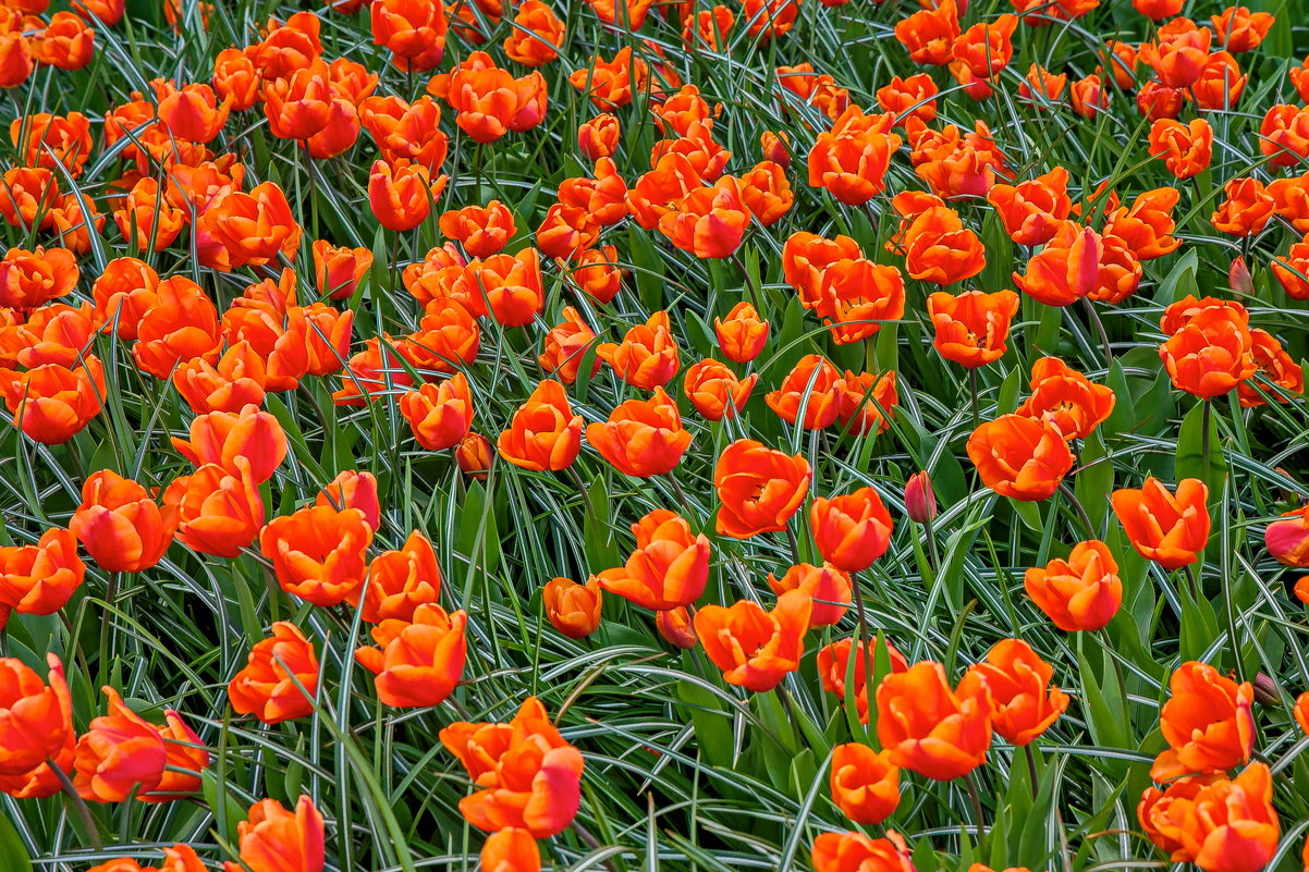 Tulips in Holland 04-2015 (20) - Arturs Ancans