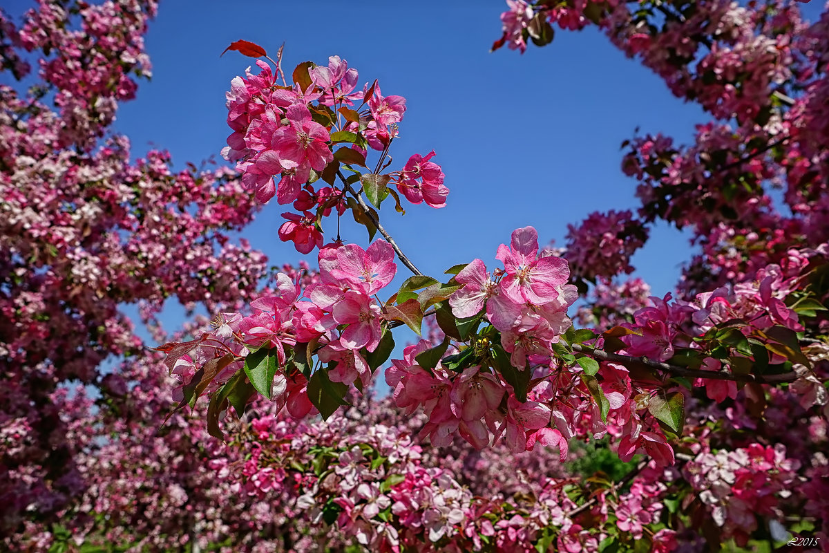 Цветут яблони в Коломенском - mila 
