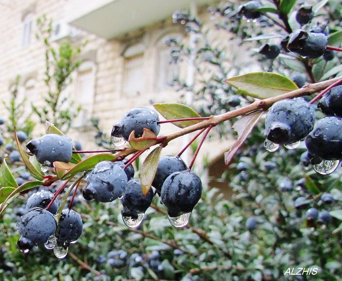 Это Мирт (Myrtus) — род южных вечнозелёных древесных растений с белыми пушистыми цветками, содержащ - Anna Sokolovsky