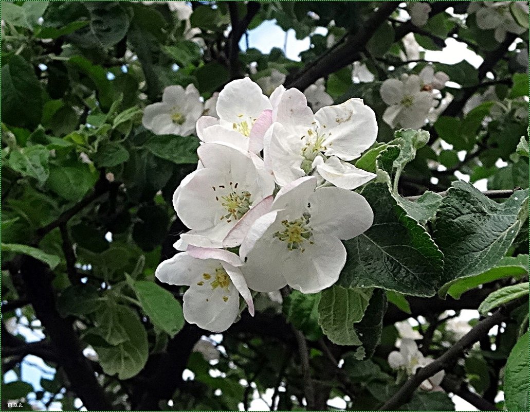 Цветы яблони - Вера 