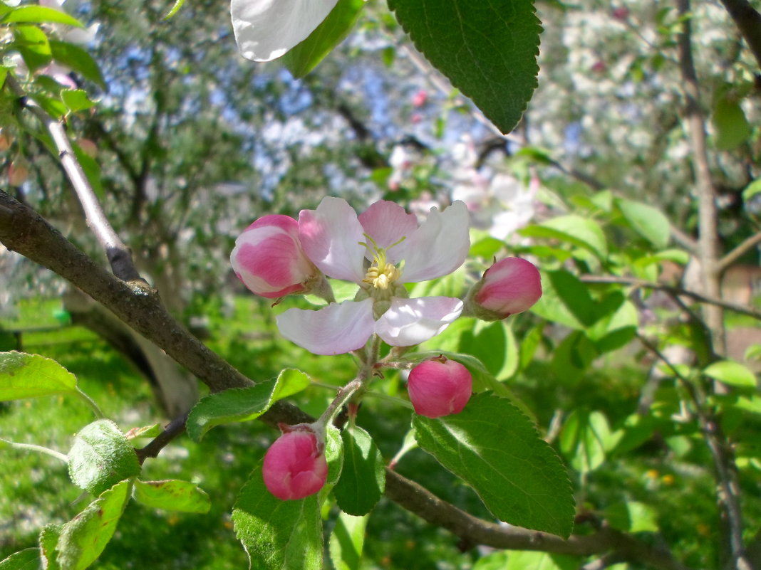 Цветок яблони - BoxerMak Mak