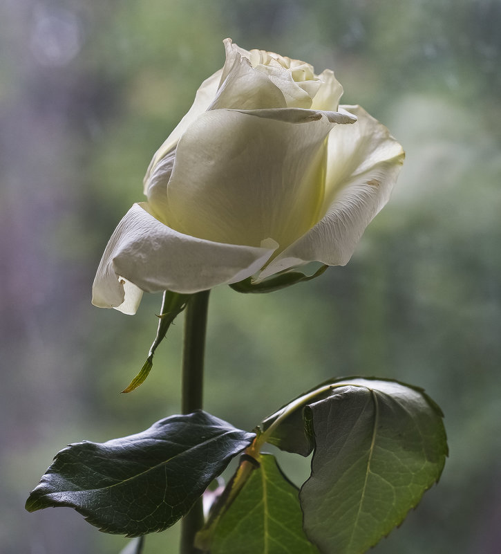 Белая роза ... - Ольга Винницкая (Olenka)