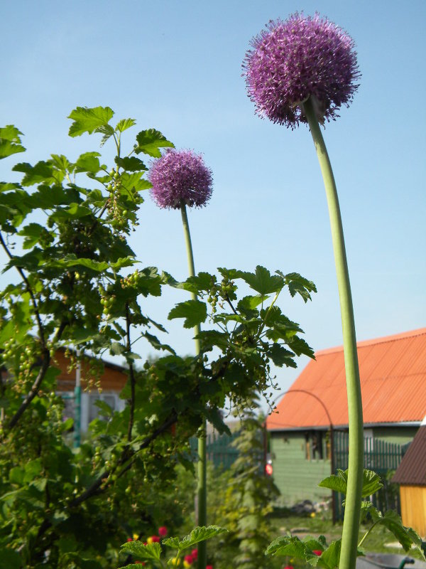 Цветущий суворовский лук - Ольга 