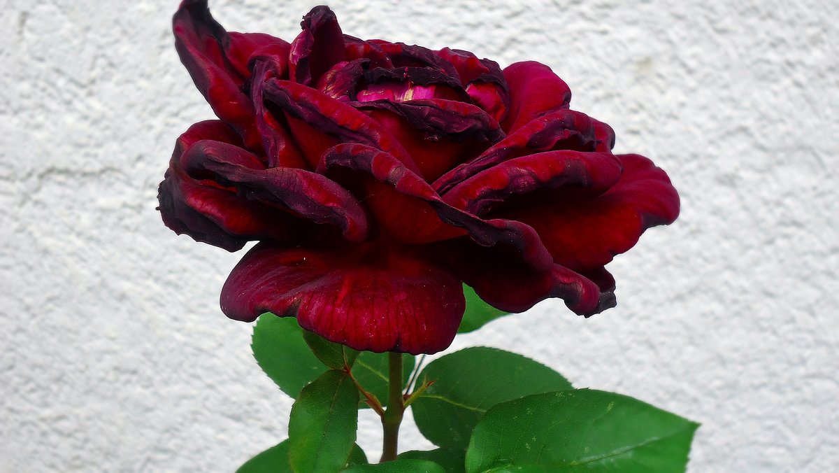 Мне сулит  чудеса Темно - красная роза... - Galina Dzubina