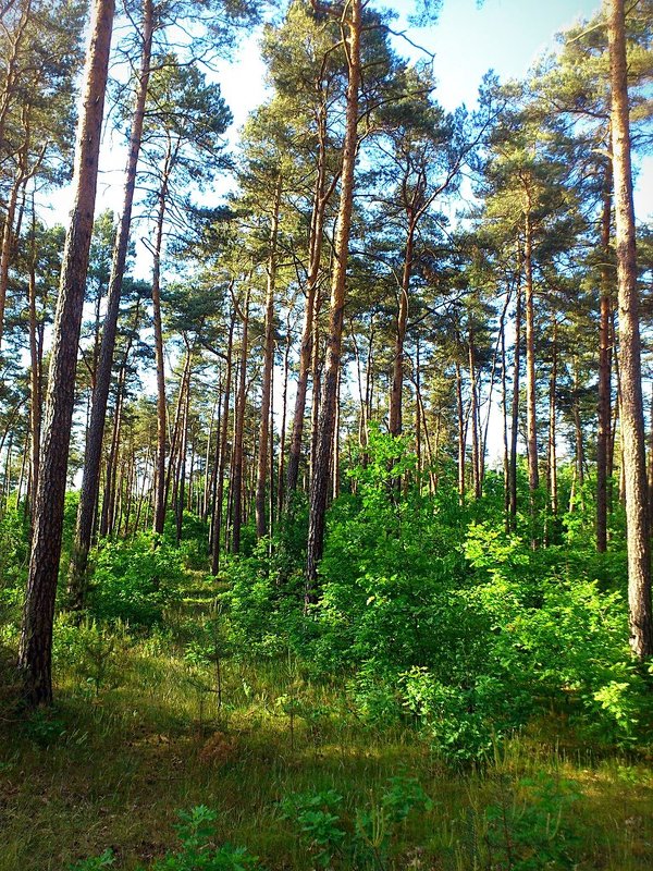 лес - Ольга Богачёва