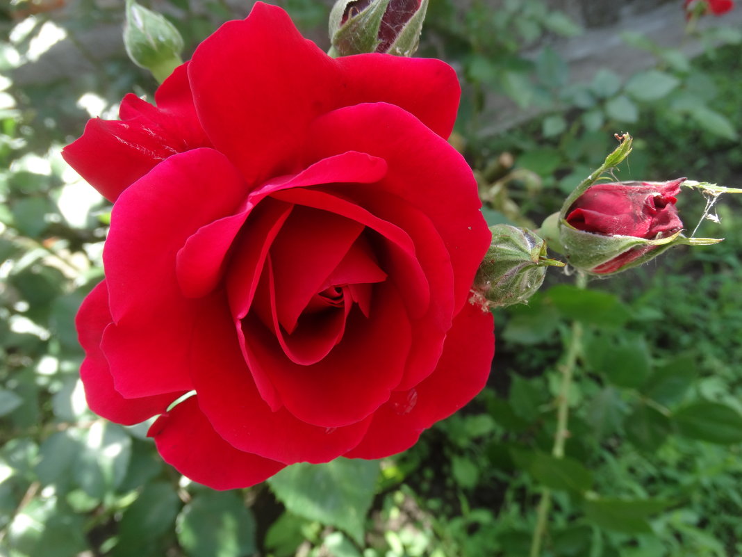 Июньская роза... - Тамара (st.tamara)