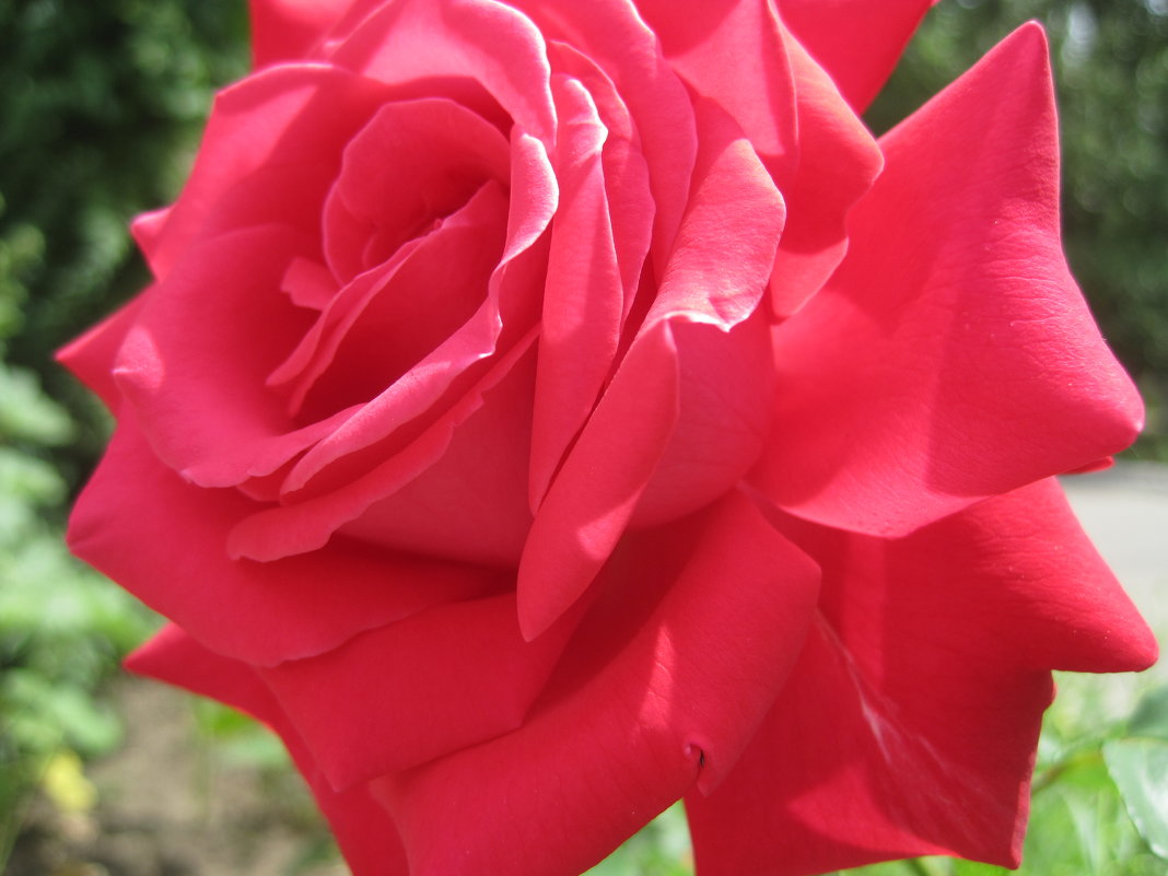 Красная роза - Ольга Теткина