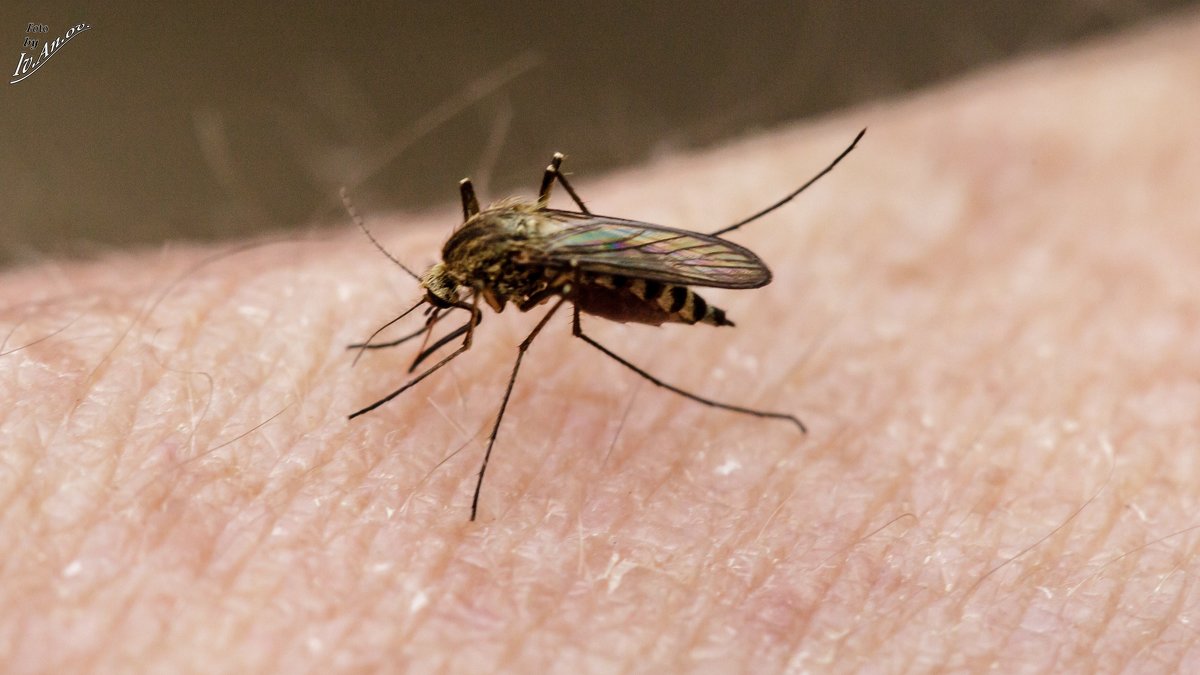 комар на руке - Андрей Иванов