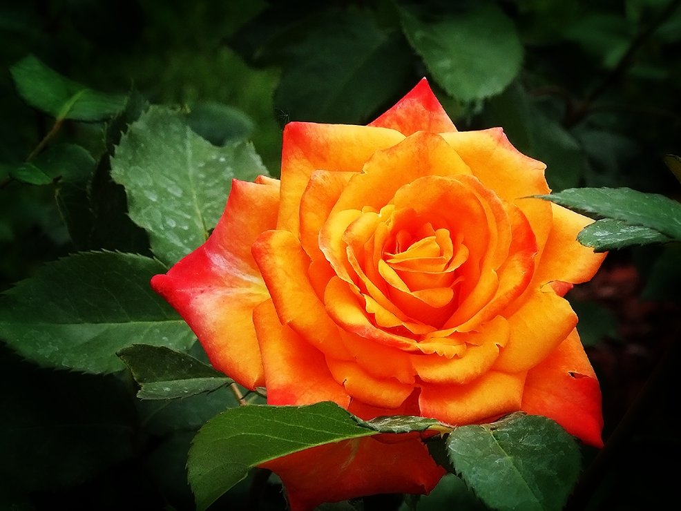Розы из сада гостиницы "Хайят" Фото №3 - Владимир Бровко