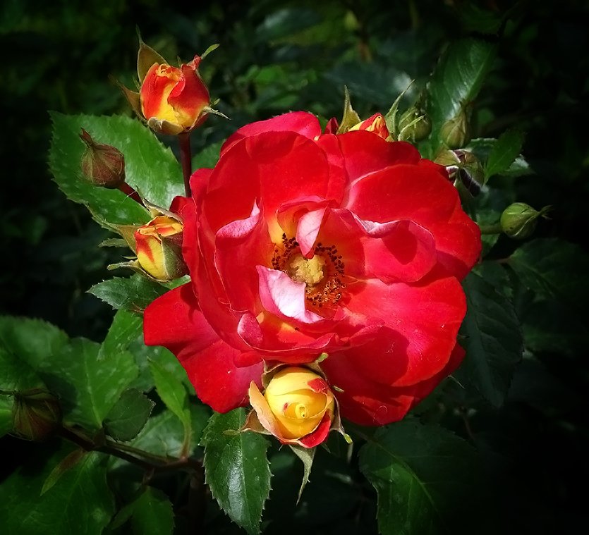 Розы из сада гостиницы "Хайят" Фото №4 - Владимир Бровко