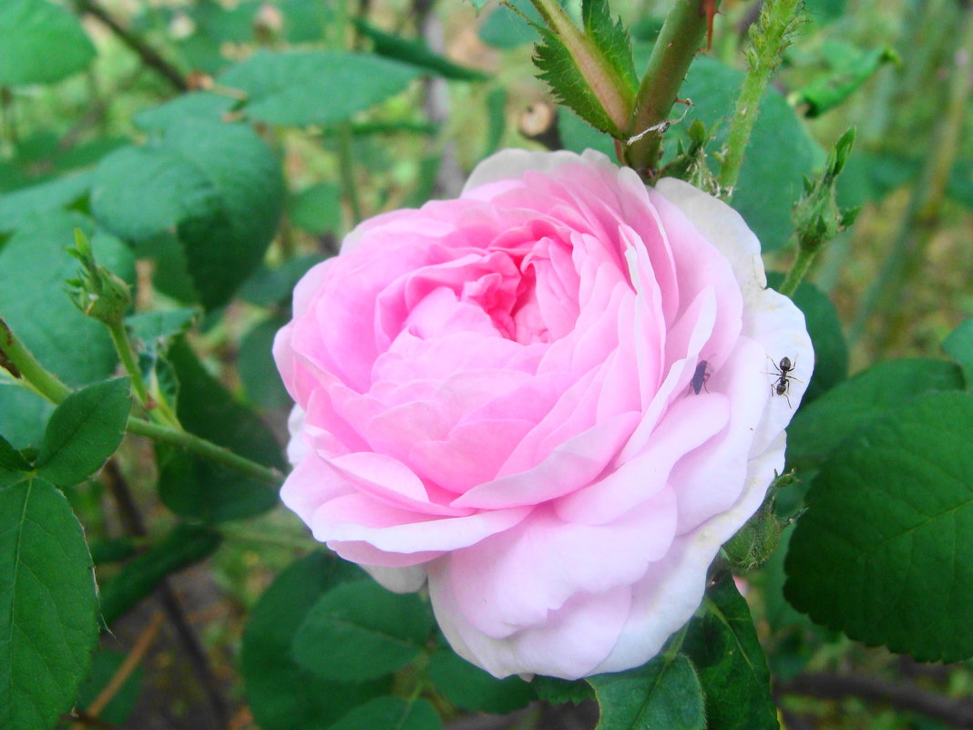 майская роза - Светлана 