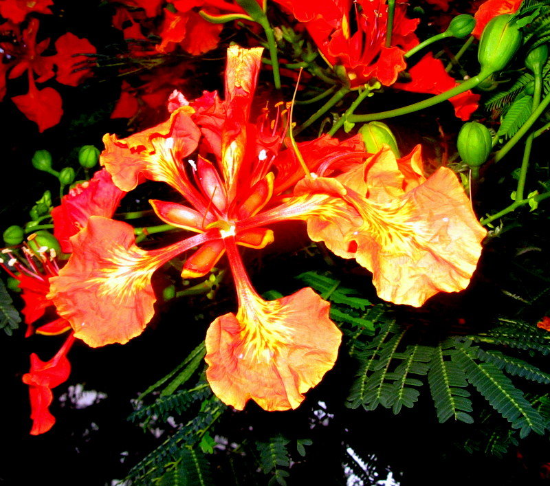 Один цветок королевского делоникса - Герович Лилия 