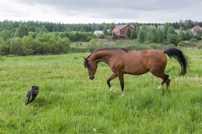 Лошадь играет с собакой - Николай Ефремов