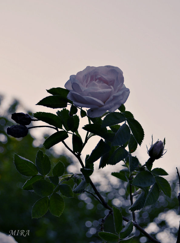 Эта нежная чайная роза.... - *MIRA* **