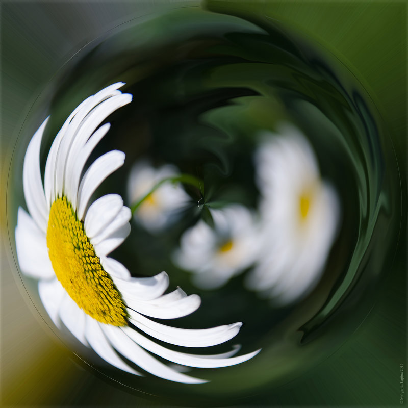 цветочный калейдоскоп  ромашковый - Маргарита Лапина