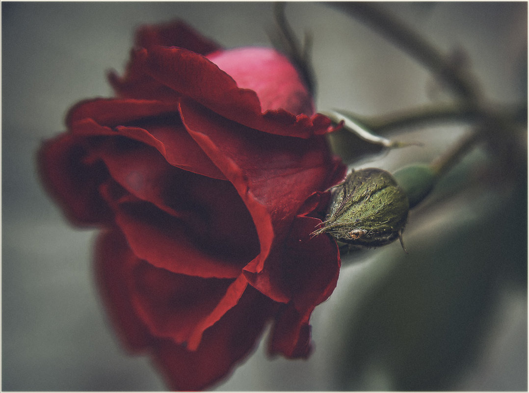 В тебе есть ВСЁ- шипы и розы… Пленял меня  твой пыл и слёзы… - Александр Вивчарик