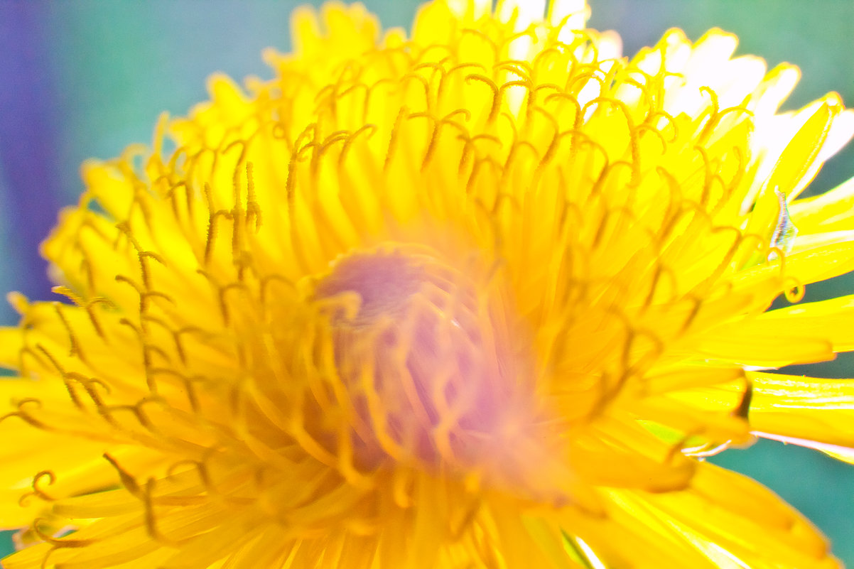 Солнечный цветок одуванчика - Татьяна Губина