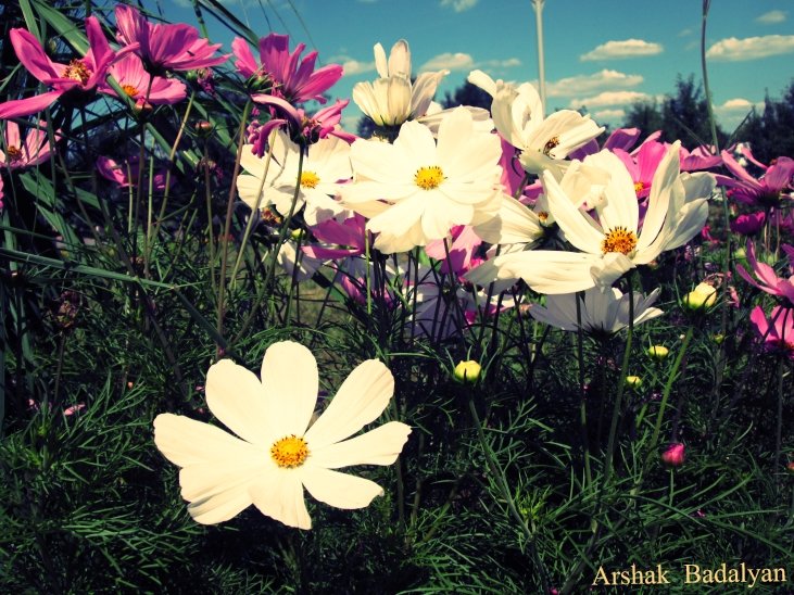 Цветки - Arshak Badalyan