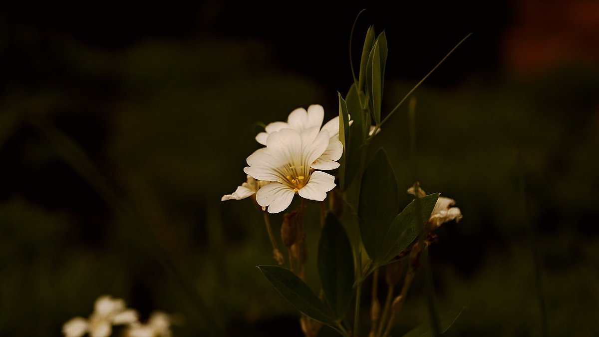 цветок - Анна Семенченко