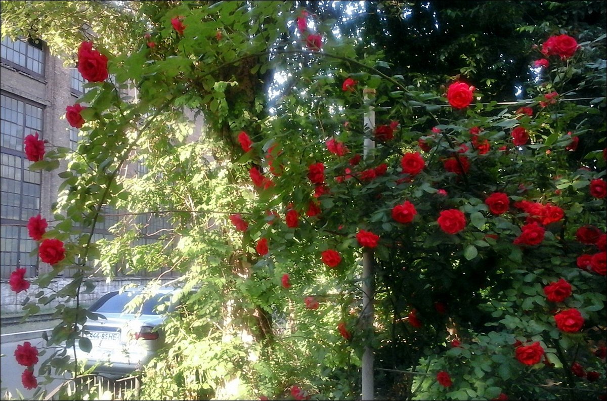Вьющиеся розы - Нина Корешкова