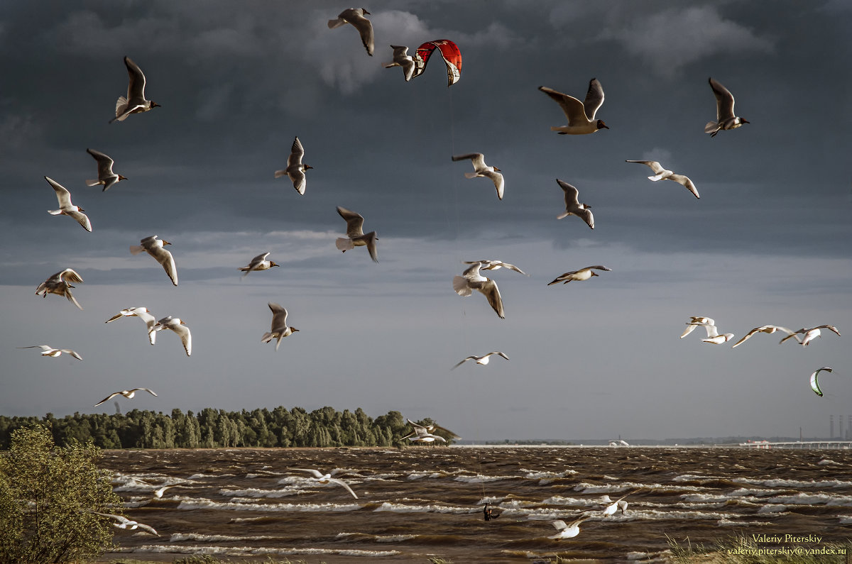 Чайки над заливом - Valeriy Piterskiy