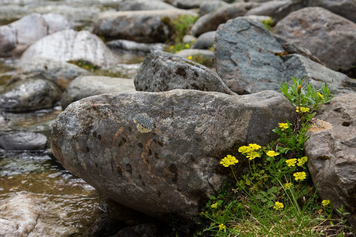 Река, камни и цветы - Pavel Stolyar