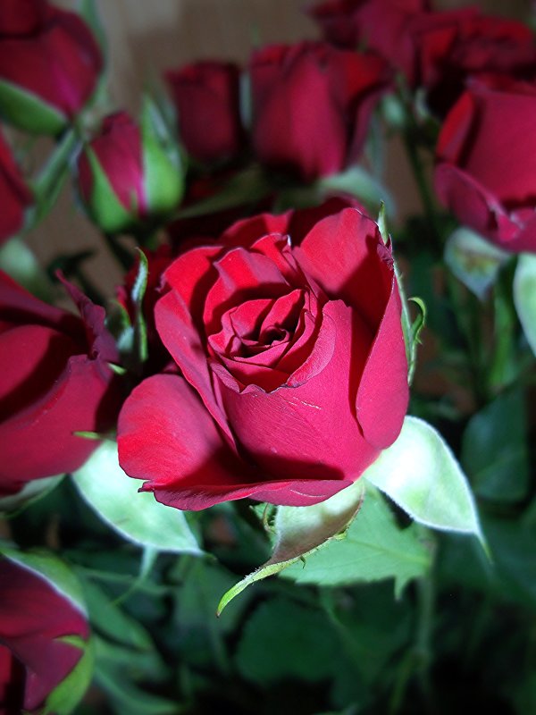Розы для вас - Валентина Пирогова