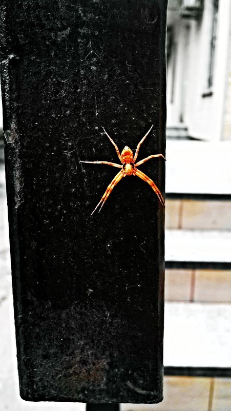 spider.m - neprikasaemuj@ 