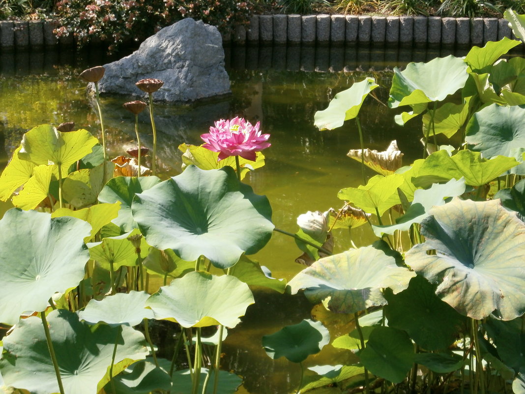Лотос. Японский сад - Алёна Савина