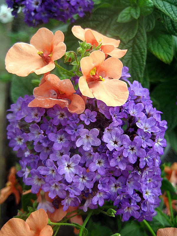 Diascia & Heliotrope - laana laadas