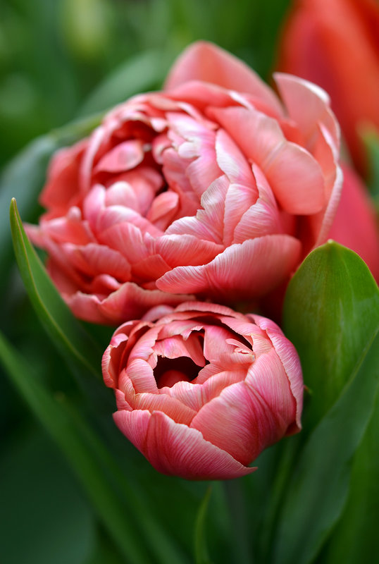 Тюльпаны - Elena L.