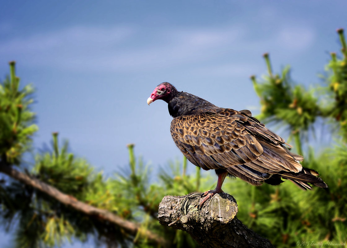 Turkey vulture - Dmitriy Akhramovich