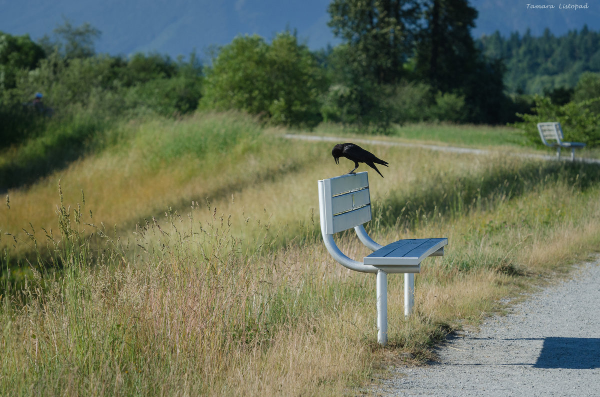 Вороны тоже любят посидеть на скамейке. - Тамара Листопад