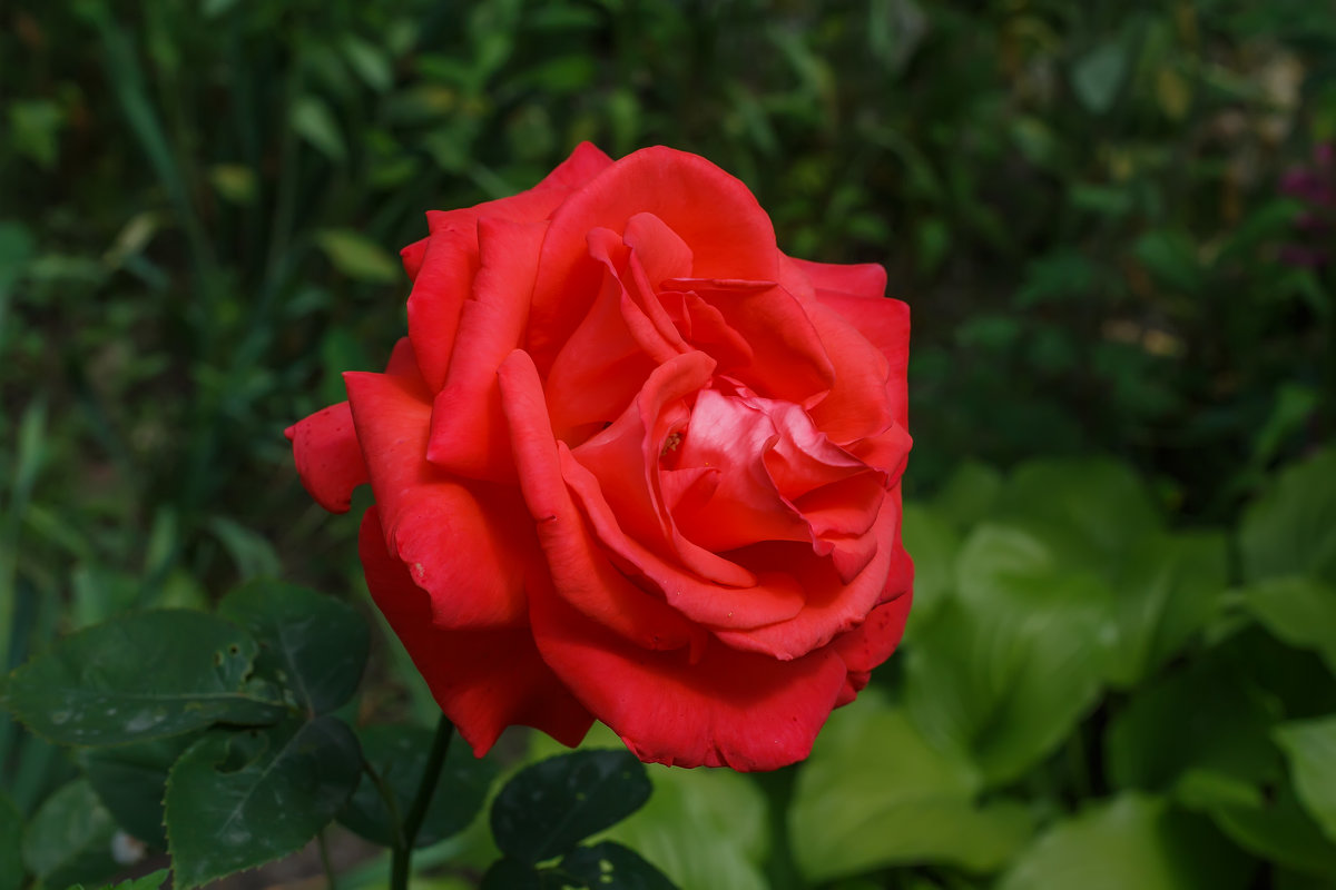 Красная роза - роза любви! - Николай Николенко