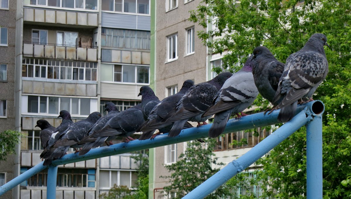 Голубиная ЭЛИТА ... - VADIM *****