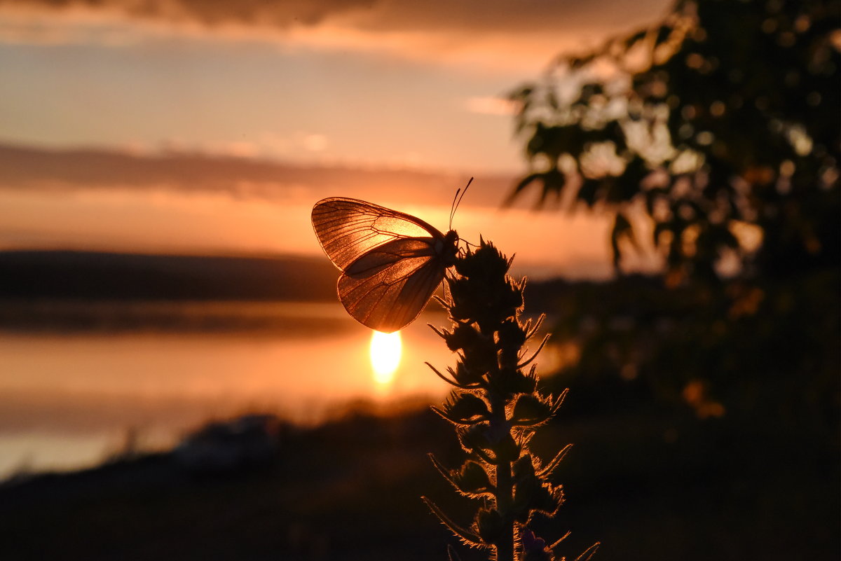 Бабочка на закате - Нина Штейнбреннер