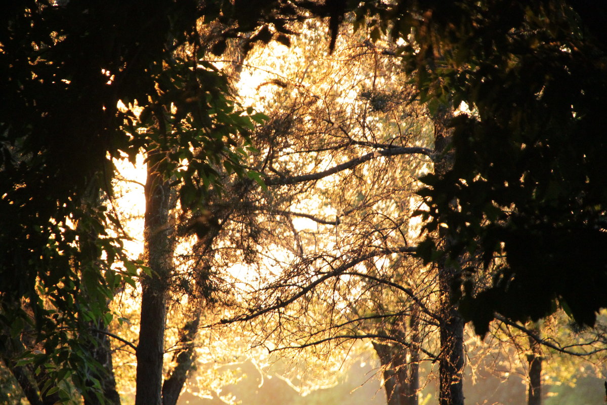 Деревья одетые в золото солнца вечернего ... - Наталья Якубаева