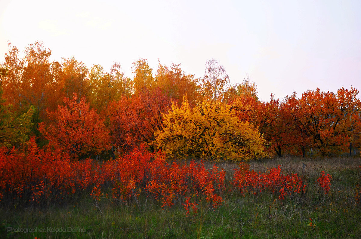 Осенние краски - Дарина Колода