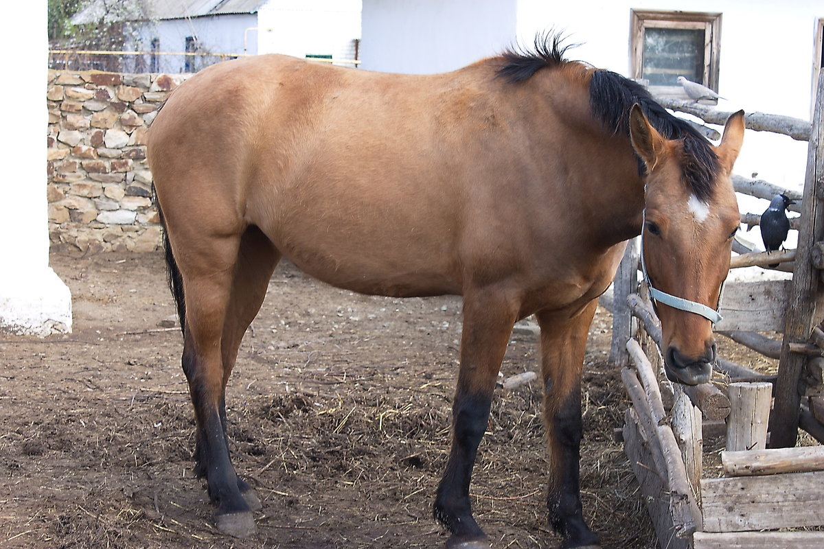 Лошадь - Валерий Лазарев