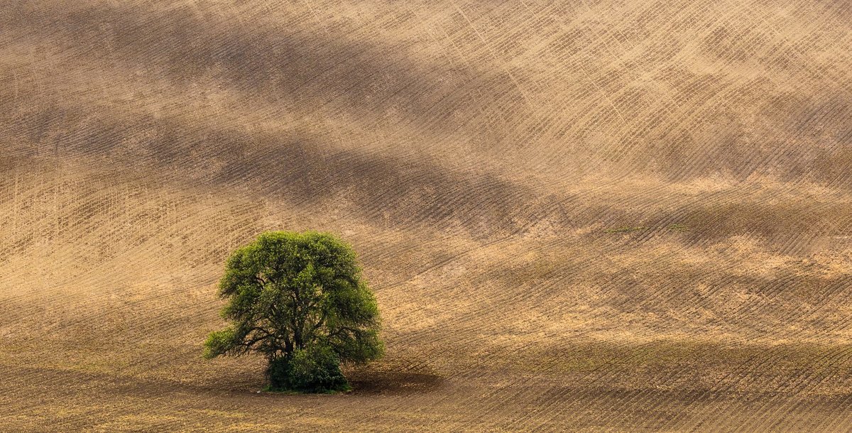 Lonely tree. - Vladimir Nedayvoda