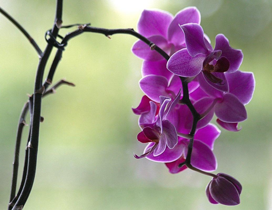 орхидея - Вячеслав 