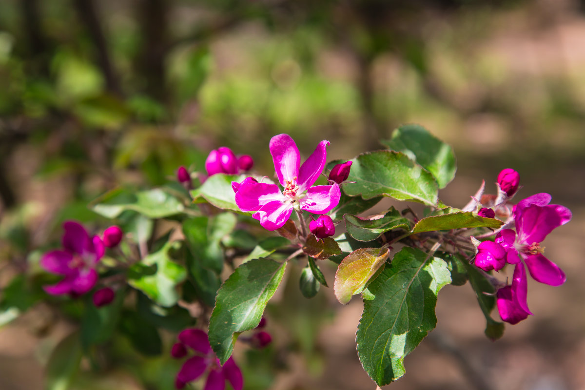 ..дикая яблоня в цвету - Elena Tatarko (фотограф)