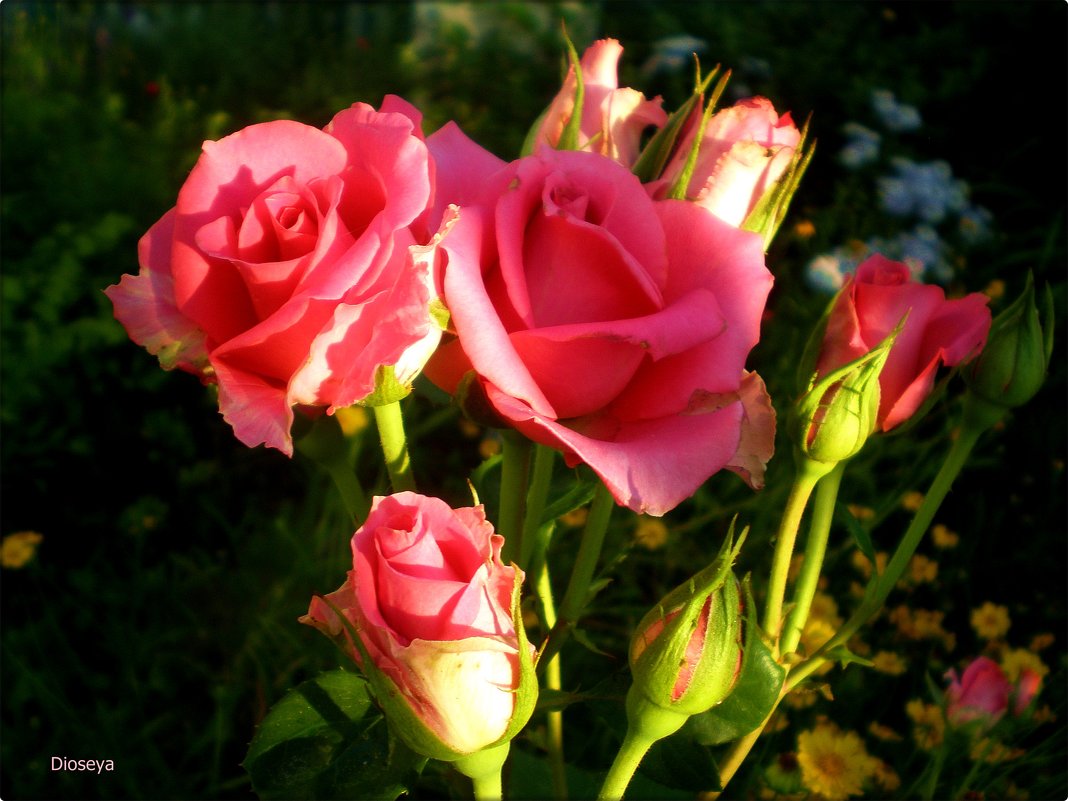 Мои розы - Татьяна Пальчикова